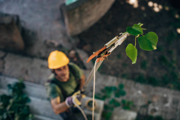 Best Tree Trimming Near Me  in USA